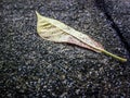 Lone Leaf on Road Royalty Free Stock Photo