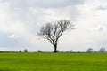 Lone leafless big tree in a green corn field