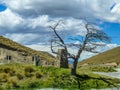 A lone leafless tree