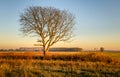 Lone leafless tree in the golden light of the setting sun
