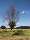 Lone leafless tree with a green middle