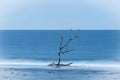 Lone leafless tree growing in the ocean