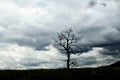 Lone leafless tree on horizon with dramatic turbulent storm clouds in the background Royalty Free Stock Photo