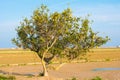Lone lemon tree in the Ebro Delta, Tarragona, Catalunya, Spain. Royalty Free Stock Photo