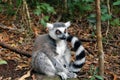 Lone lemur Royalty Free Stock Photo