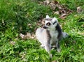 Lone Lemur Royalty Free Stock Photo