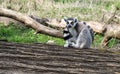 Lone Lemur sitting Royalty Free Stock Photo