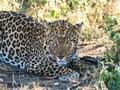A lone leopard in African bush