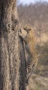 Lone leopard climbing fast up a high tree in nature during daytime