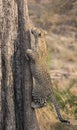 Lone leopard climbing fast up a high tree in nature during daytime