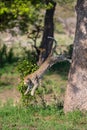 Lone leopard jump down from a big tree to hunt for prey