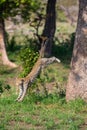Lone leopard jump down from a big tree to hunt for prey