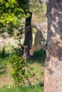 Lone leopard jump down from a big tree to hunt for prey