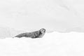 A lone leopard seal looks longingly from its icy home