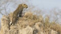 Lone leopard sit down resting on anthill in nature during daytime Royalty Free Stock Photo