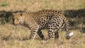 A lone leopard in African bush