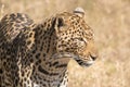 A lone leopard in African bush