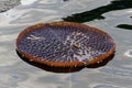 A lone lily pad floating on the water Royalty Free Stock Photo
