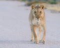 Lone lioness on an open road