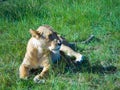 Lioness rest grass Maasai Mara Kenya