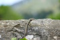 Lone lizard on stone