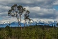 Lone Madrone Royalty Free Stock Photo