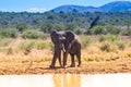 A lone male bull musth elephant showing aggressive behavior in a game reserve