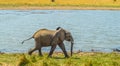 A lone male bull musth elephant showing aggressive behavior in a game reserve