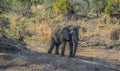 A lone male bull musth elephant showing aggressive behavior in a game reserve