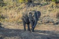 A lone male bull musth elephant showing aggressive behavior in a game reserve