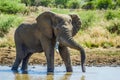 A lone male bull musth elephant showing aggressive behavior in a game reserve