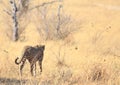 Solitary cheetah walking away from camera into the wide open plains in Hwange National Park, Zimbabwe