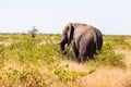 A lone male elephant grazes, kruger park, South Africa.