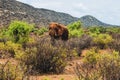 A lone male African Elephants at Ewaso Nyiro River in Samburu National Reserve, Kenya