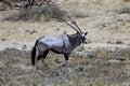 Lone male Gemsbok, Oryx gazelle kalahari