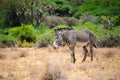 Lone male Grevy`s or Imperial zebra feeding in grassland, Samburu National Park, Kenya Royalty Free Stock Photo