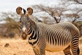 Lone male Grevy`s or Imperial zebra in golden grassland, Samburu National Park, Kenya