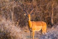 Impala Aepyceros Melampus looking at the camera at sunset in Dikhololo Game Reserve, South Africa Royalty Free Stock Photo