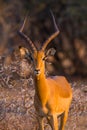 A lone male Impala looking at the camera Royalty Free Stock Photo