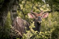 A lone male Kudu looks back through green foliage in the Western Shores reserve