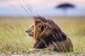 Lone male lion staring over the Masai Mara