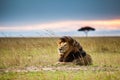 Lone male lion staring over the Masai Mara