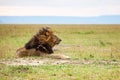 Lone male lion staring over the Masai Mara