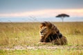 Lone male lion staring over the Masai Mara in the evening