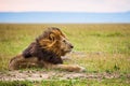 Lone male lion staring over the Masai Mara