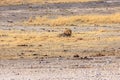 Lone male lion