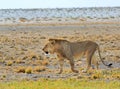 A lone male lion walking across the etosha plains Royalty Free Stock Photo