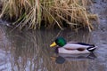 Lone Male Mallard Duck Swimming in the Reeds Royalty Free Stock Photo