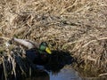 Lone Male Mallard Duck Swimming in the Reeds Royalty Free Stock Photo