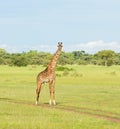 Lone male Masai Giraffe